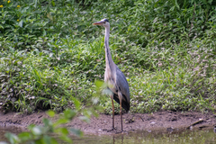 Ardea cinerea