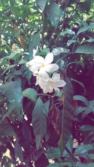 Magnoliopsida