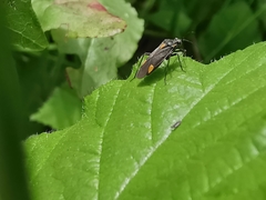 Capsodes flavomarginatus
