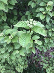 Viburnum rafinesqueanum