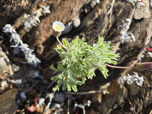 Ixiochlamys cuneifolia, 2026-09-21