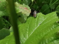 Capsodes flavomarginatus