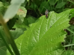 Capsodes flavomarginatus