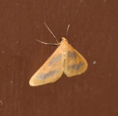 Eubaphe helveta