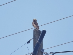 Athene cunicularia