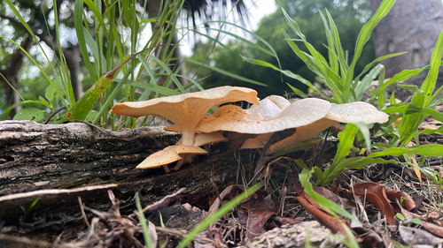 Lentinus squarrosulus observed 2026-09-30