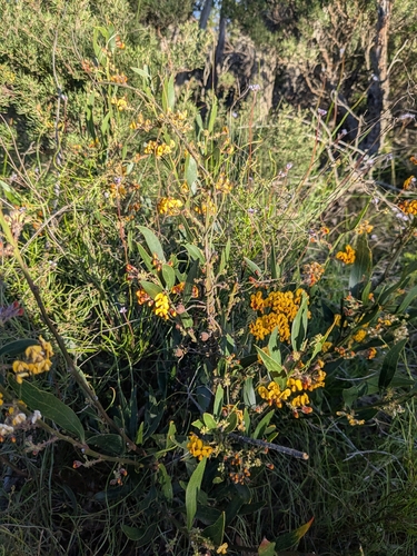 Daviesia corymbosa, 2026-10-01