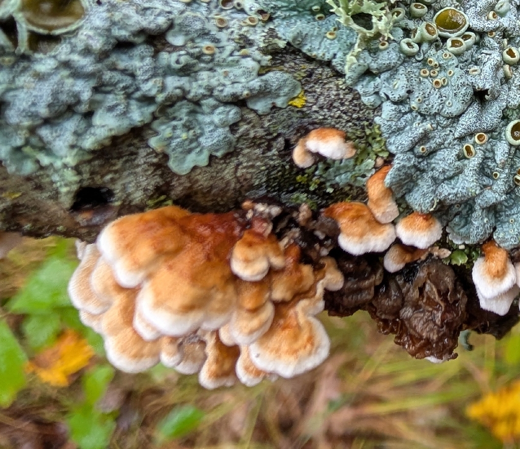 crimped gill · September 2026 · photo: Photo: no rights reserved · iNaturalist