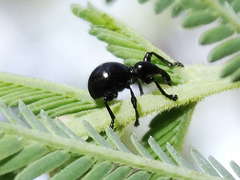 Rhynolaccus formicarius