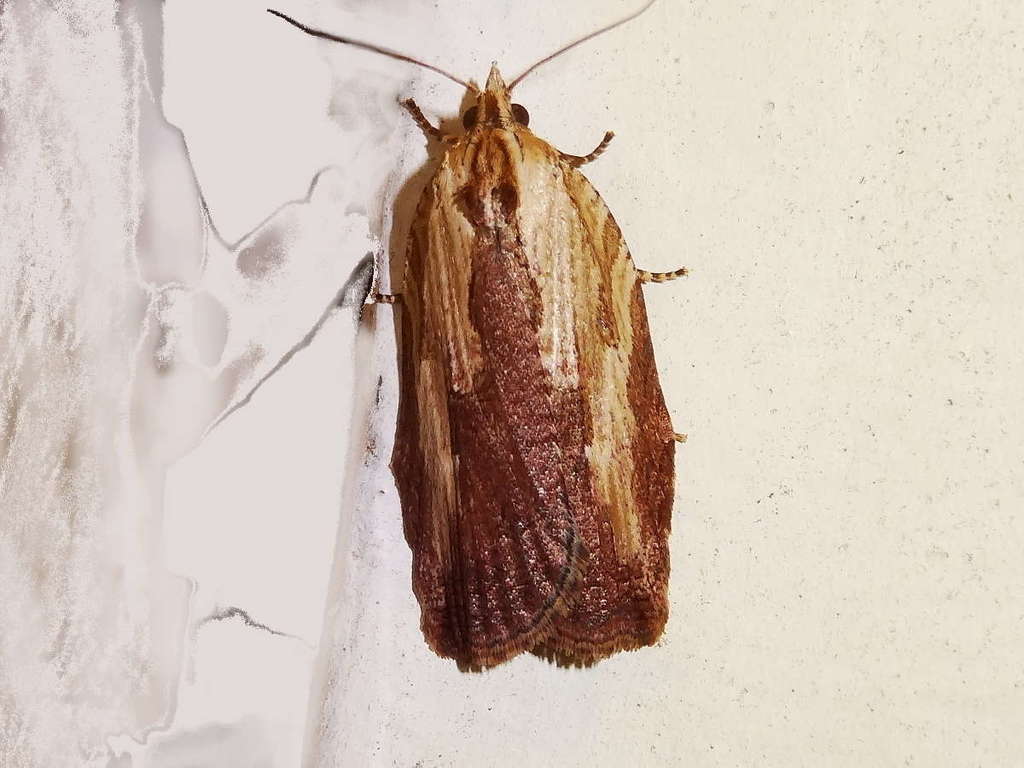 Cryptoptila