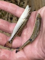 Micropterus henshalli