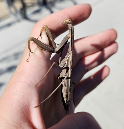 European Mantis