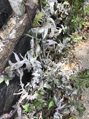 Golovinomyces sonchicola