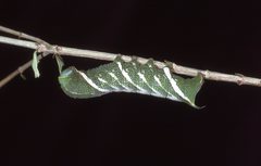 Aellopos tantalus