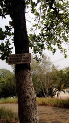 Terminalia catappa