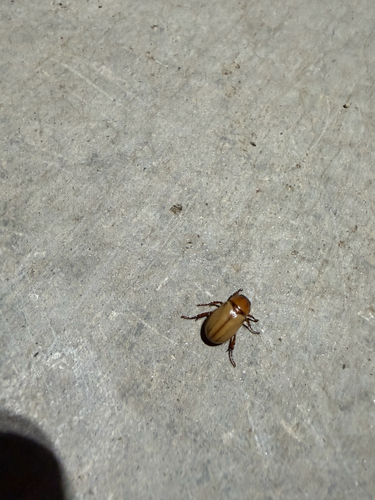 Cyclocephala longula