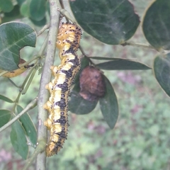 Phoebis philea philea