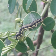 Phoebis philea philea