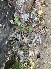 Golovinomyces sonchicola