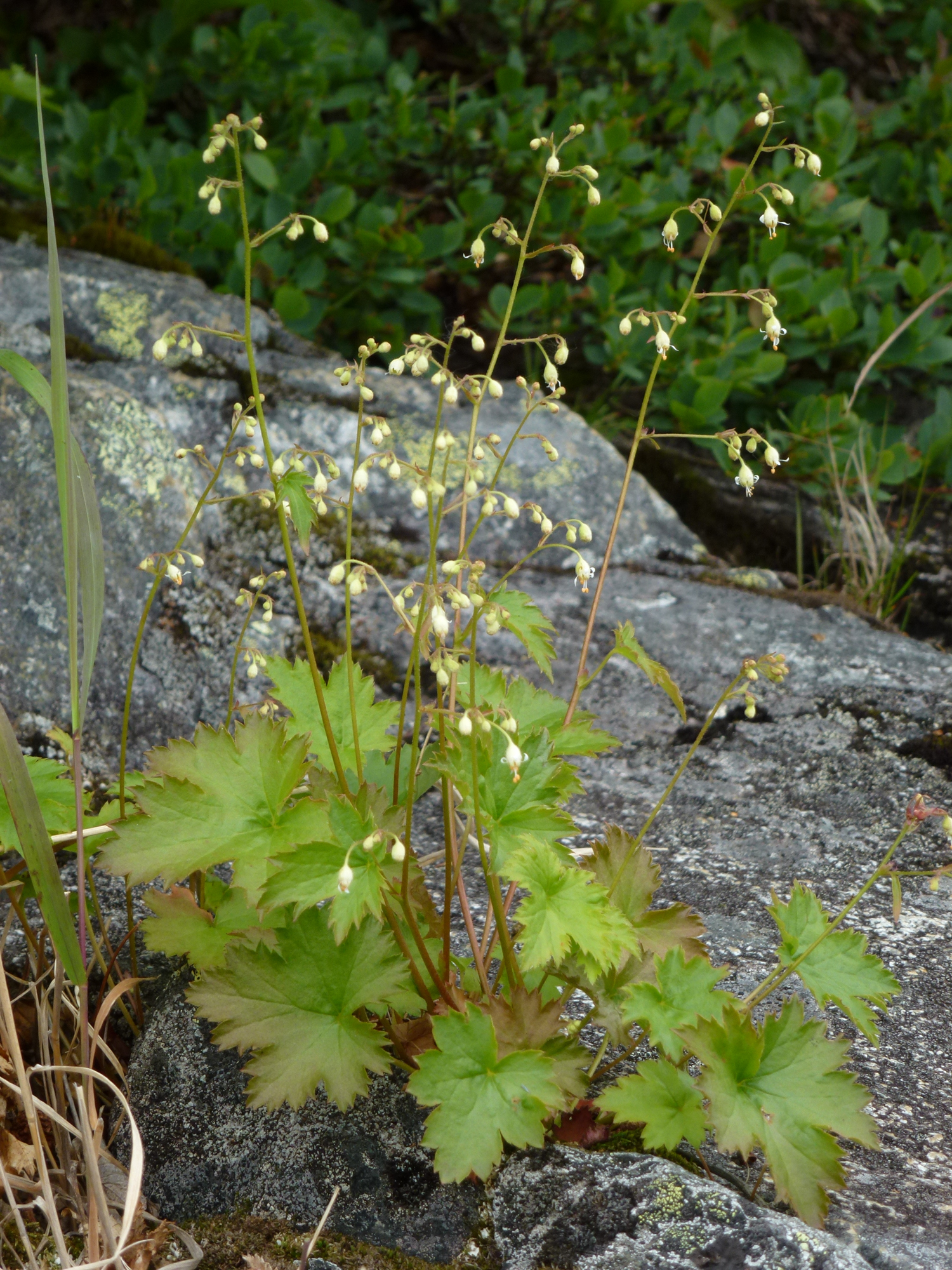 Heuchera glabra