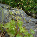 Alpine Alumroot - Photo (c) Scott O'Donnell, some rights reserved (CC BY-NC), uploaded by Scott O'Donnell