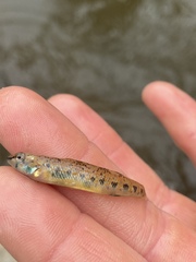 Etheostoma stigmaeum