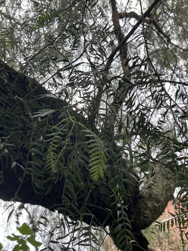 Peruvian Pepper Tree