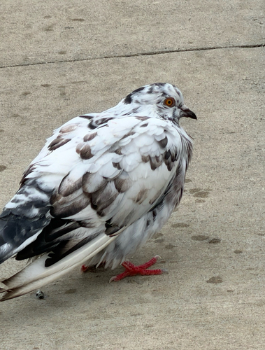 Feral Pigeon