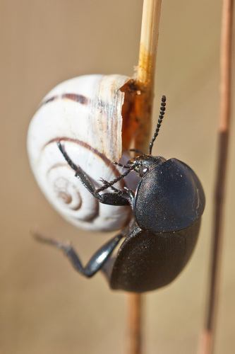 Smooth Carrion-beetle