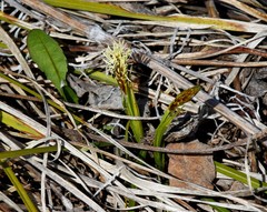 Carex longirostrata