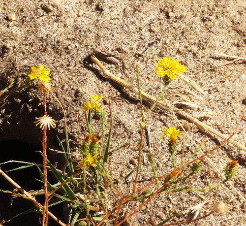 Valley Lessingia