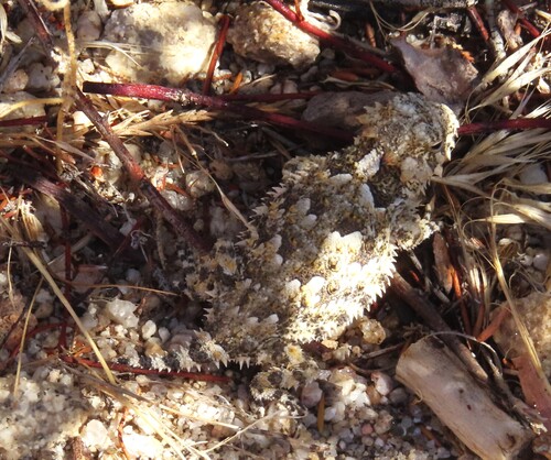 Blainville's Horned Lizard