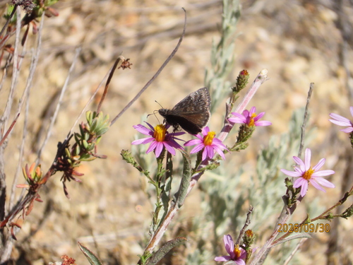 California Aster