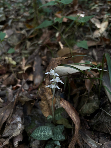 Schlechtendal's Goodyera