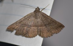 Lesmone griseipennis