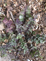 Septoria sonchifolia