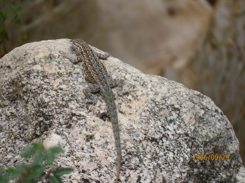Common Side-blotched Lizard