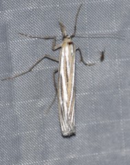 Eufernaldia cadarellus