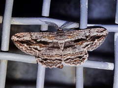 Scioglyptis chionomera