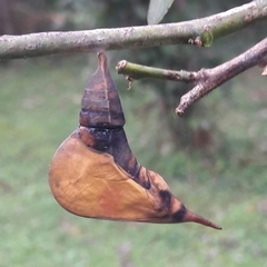 Phoebis philea philea