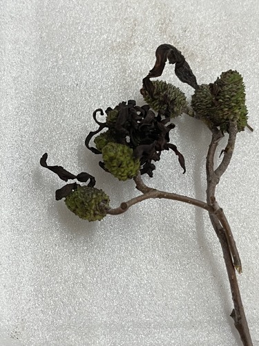 Taphrina robinsoniana, 2026-09-30