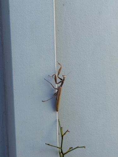 European Mantis