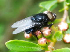 Australophyra rostrata