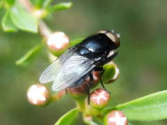 Australophyra rostrata
