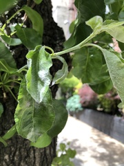 Podosphaera leucotricha