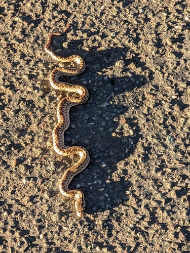 Pacific Gopher Snake