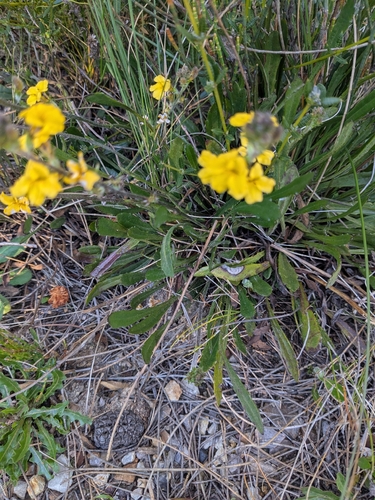 Goodenia bellidifolia observed 2026-10-01