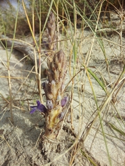 Phelipanche arenaria