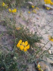 Hippocrepis comosa