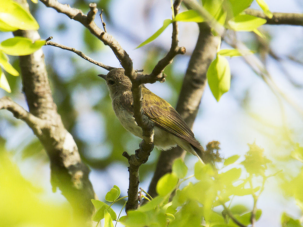 Green-backed Honeybird (Prodotiscus zambesiae), photo 10